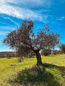 a tree in the middle of a field at Agricampeggio La Piaggia - Agriturismo in Piombino