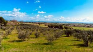 an orchard of olive trees in a field at Agricampeggio La Piaggia - Agriturismo in Piombino