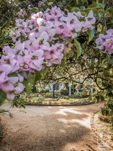 a bunch of pink flowers hanging from a tree at Kithulvilla Holiday Bungalow in Kitulgala