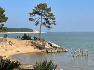 a tree on a sandy beach next to the water at LA HULOTTE, VILLA ENTRE MER ET FORET -- draps et serviettes non fournis -- in Saint-Trojan-les-Bains