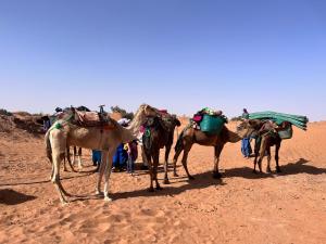 a group of camels standing in the desert at Rêves de désert in Mhamid