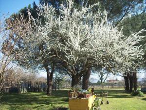 A garden outside Campo alle Monache