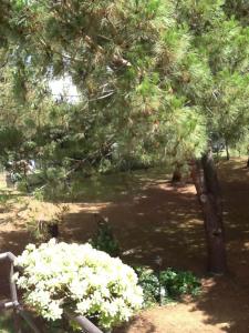 A garden outside Campo alle Monache