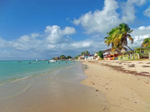 uma praia com uma palmeira e o oceano em MAVS COMBATE BEACH CLUB em Cabo Rojo