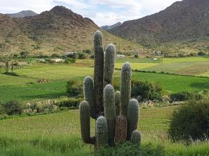 un cactus en un campo con montañas en el fondo en Lo de Valentino Cabaña en Cachí