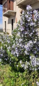 a bush with purple flowers in front of a building at Cascina Linét in Novello