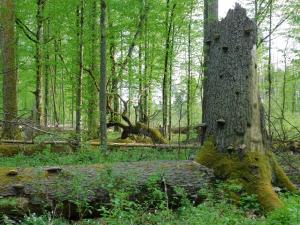 un viejo árbol en medio de un bosque en Wejmutka, Białowieża, en Białowieża