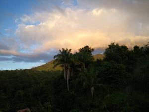 a palm tree in the middle of a forest of trees at Glamping MINKAWAY in Santa Marta