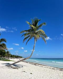 a palm tree on a beach with the ocean at Chavez Eco Beach Camping and Cabañas in Tulum