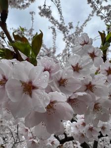 a bunch of white flowers on a tree at HOTEL ZEN-Adult Only in Hirosaki