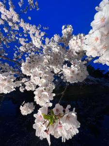 a branch of a tree with white flowers on it at HOTEL ZEN-Adult Only in Hirosaki