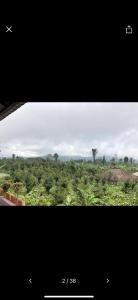 a picture of a view of a field of trees at Pondok Ganesha Bali in Gitgit