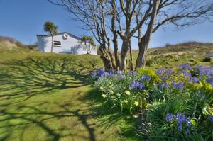 a garden with purple flowers and a tree at F67 Ischia, Riviere Towans in Hayle