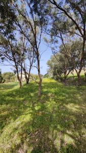 un grupo de árboles en un campo con césped verde en Farmhouse Dhyana en Għasri