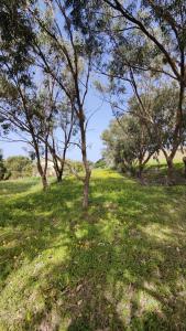 a group of trees in a field with green grass at Farmhouse Dhyana in Għasri