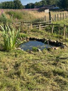 un pequeño estanque en medio de un campo en Granny’s Hut en Thornhill