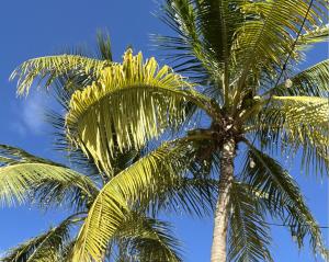 a palm tree with the sky in the background at Luxury studio with private jacuzzi near beaches in Grote Berg