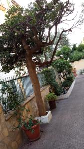 un albero in vasi vicino a un muro di pietra di Casa Diana a Roma