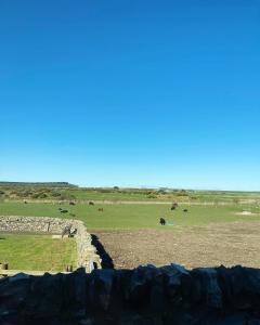 un campo con una pared de piedra y animales en un campo en New Town Hall Bunkhouse en Whithorn