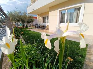 Zahrada ubytování Apartment Katarina