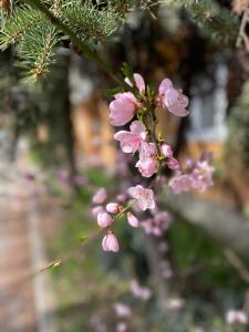 a bunch of pink flowers on a tree branch at Apartmán Miriam in Nitra