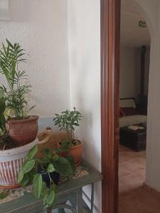 a room with potted plants sitting on a table at Can ventura in Deltebre