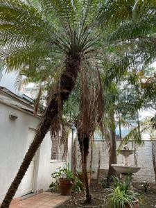 una palmera frente a una casa en Apart Bosch House en Vicente López