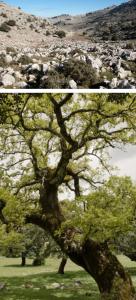 dos fotos de un árbol en un campo en Hotel Rural Palacete de Mañara, en Montejaque