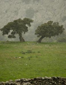 two trees in a field of green grass at Hotel Rural Palacete de Mañara in Montejaque