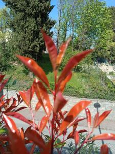 una planta con hojas rojas al lado de una carretera en Villa Dacia, en Guiglia