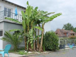 a banana tree in front of a house at Appartement T3 en Centre-Ville de La Roche-Posay avec Terrasse, Piscine et Parking - FR-1-541-75 in La Roche-Posay