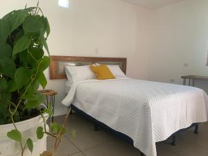 een slaapkamer met een bed en een plant bij El Chirris Tzanjay in San Juan La Laguna