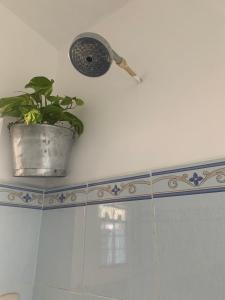 een potplant op een plank in een badkamer bij El Chirris Tzanjay in San Juan La Laguna