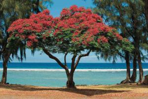 a tree with red flowers on the beach at Magnifique studio tout équipé classé 2 étoiles in Saint-Leu