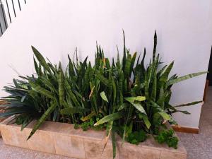 A garden outside El Rinconcito de Noa