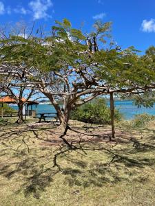a tree on the beach with the ocean in the background at Maison Bel bonjou in Le Marin