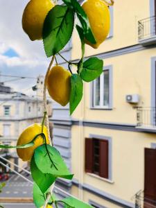 a bunch of lemons hanging from a lemon tree at Street of Naples Apartment in Naples