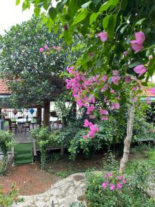 einen Baum mit rosa Blumen im Garten in der Unterkunft Tràng an Bái đính Linh homestay Ninh bình in Ninh Bình