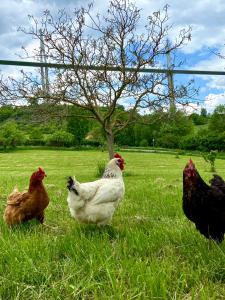 trois poulets debout dans l'herbe dans un champ dans l'établissement Maison Albertine, à Creissels