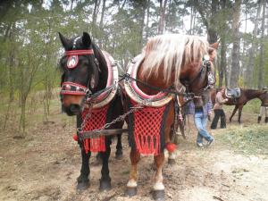 une calèche tirée par des chevaux sur un chemin dans les bois dans l'établissement Vinný sklep Kovárna - Nad Presovnou, à Rohatec