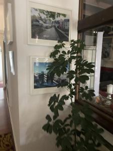 a plant sitting next to a wall with pictures at Hotel Jägerhof Kettwig in Essen