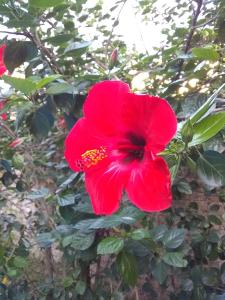 una flor roja está creciendo en un arbusto en A Alquiler temporario Arrullo de Luna en Yerba Buena