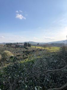 a field with trees and plants in a field at Podere La Quercia in San Gimignano