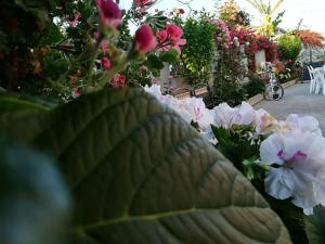ein großes grünes Blatt vor den Blumen in der Unterkunft Villa delle rose in Bova Marina