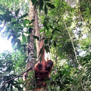 a monkey hanging from a tree in the jungle at Thomas' Retreat Bukit Lawang in Bukit Lawang
