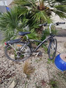 a bike is parked next to a palm tree at Chambre avec entrée indépendante in Esnandes