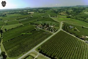 an aerial view of a field of green vines at Agriturismo Trerè in Faenza