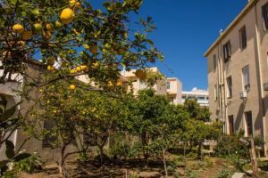 un oranger devant un bâtiment dans l'établissement Niochori Heritage: The Pianist Suite, à Rhodes