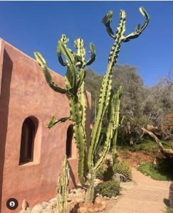 two tall cacti in front of a building at Paradis Nomade in Azrarag