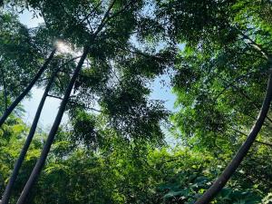 Bird Nest Lodge في ديربان: مجموعة اشجار تشرق من خلالها الشمس